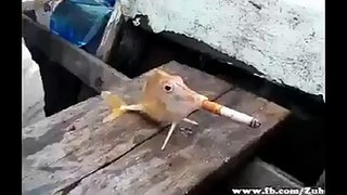 smoking fish funny