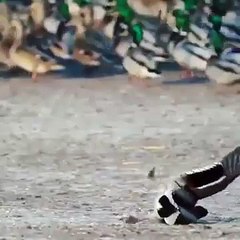 Супер быстрая атака ястреба