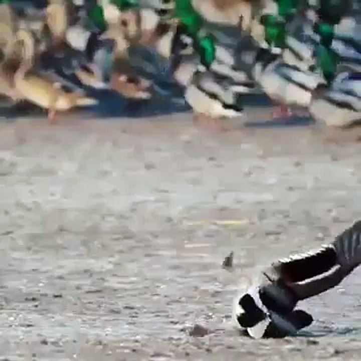 Супер быстрая атака ястреба