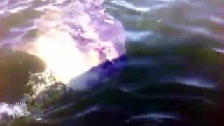 Boston Fisherman Loses His Mind Over HUGE Fish