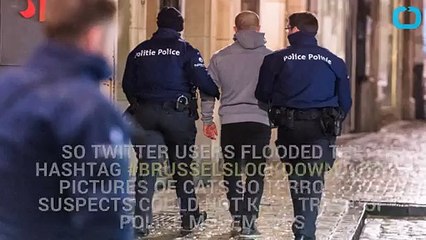Twitter Users Help Fight Terrorism With Catss