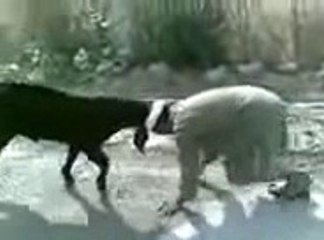 Funny Pathan vs Bakra Very Funny Video