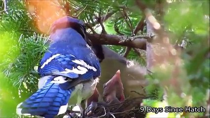 Blue Jay Nest Compilation - 4 days From Hatch to Fledging