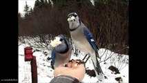 Blue Jay pair Slow Mo Landing on and eating from My Hand - Ft music by Dick Kait
