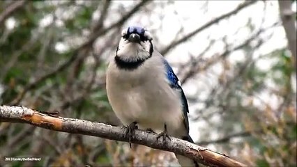 Blue Jay Song - The Gurgle-bob and 2 Other calls