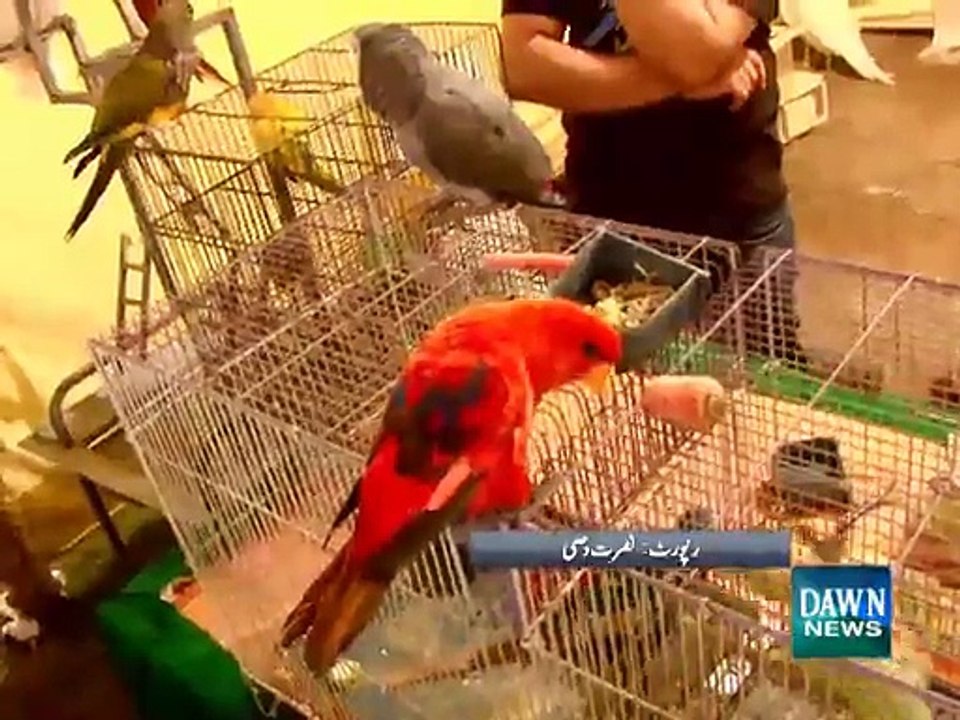 Pet show held in Karachi