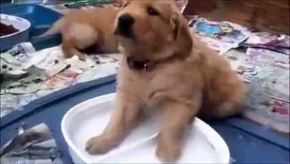 Cute Brown Lovely Puppies Fun