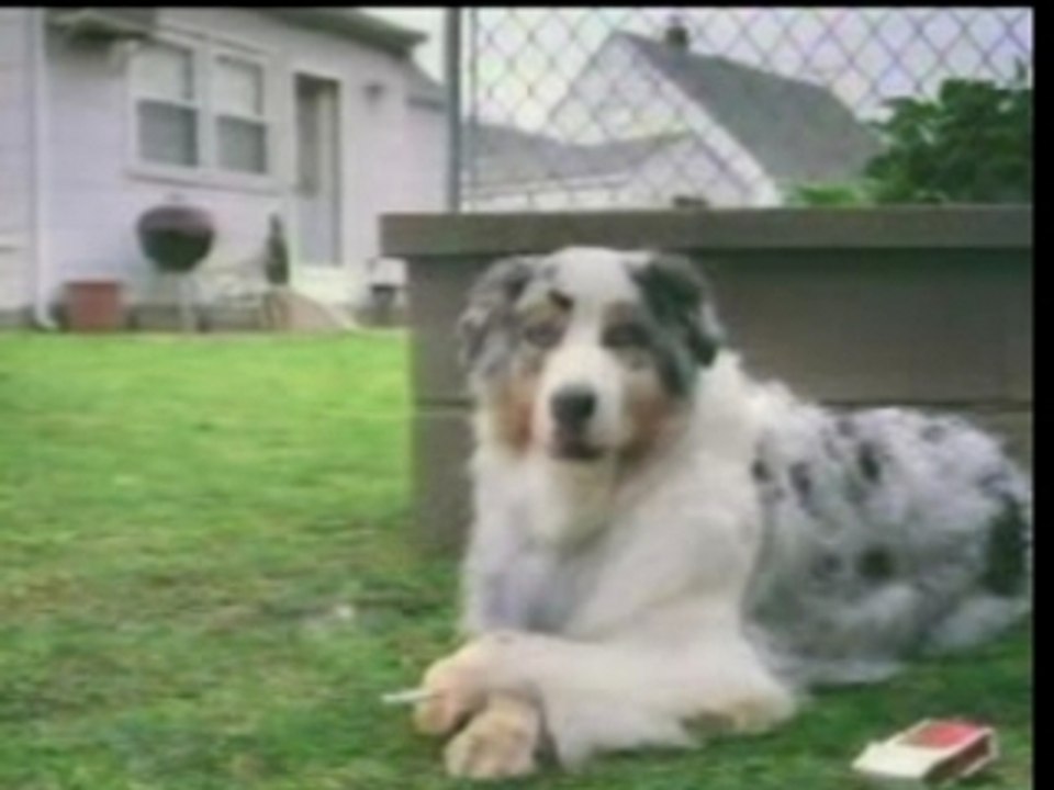 Funny Pet