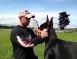 Cute Amazing Trained Funny DOg