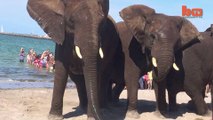 Elephant Attack Circus Animal Lifts Car Off The Ground