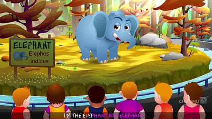 Finger Family Elephant  ChuChu TV Animal Finger Family Songs & Nursery Rhymes For Children [HD, 720p]