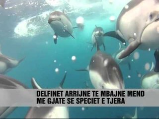Delfinët kanë memorie 20-vjeçare - Vizion Plus - News, Lajme