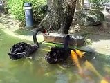 Wow..Ducks Playing with Fishes - Very Interesting