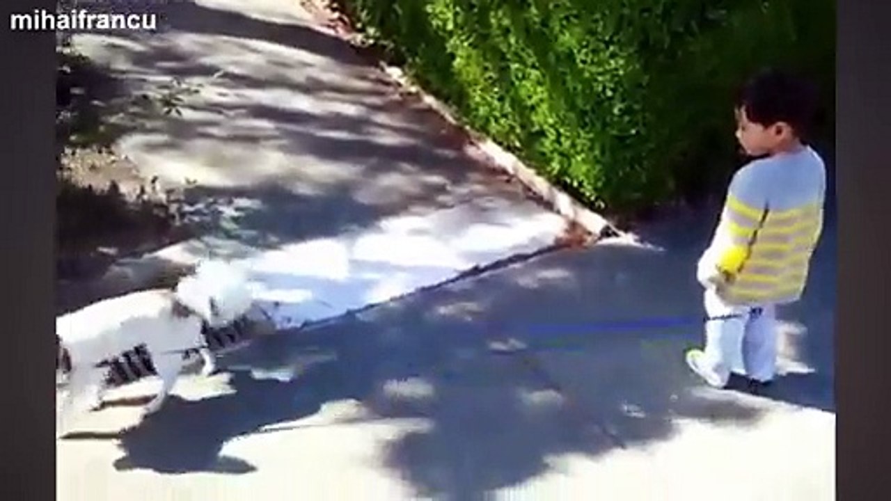 Cute Babies Walking Dogs Compilation 2014 [HD]