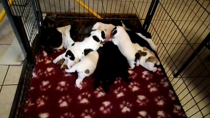 les bebes a 3 semaines