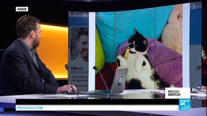 Belgian police thank 'cats' for creating diversion during anti-terror operation