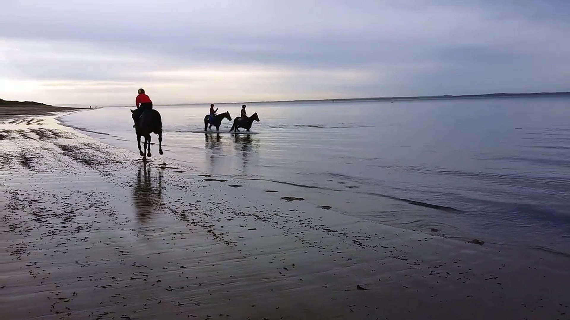 ⁣Horses Swim with Dolphins