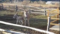 Donkey Kicking Mom