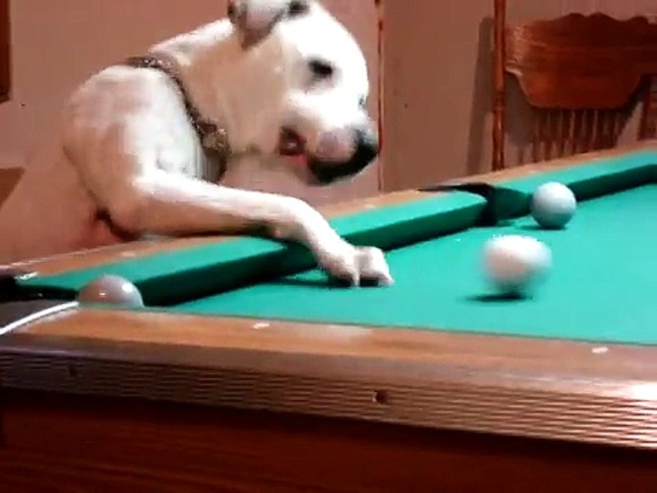 Halo, le chien qui joue au billard !