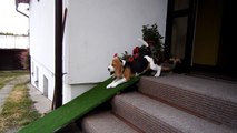 Beagle Slides Down Ramp