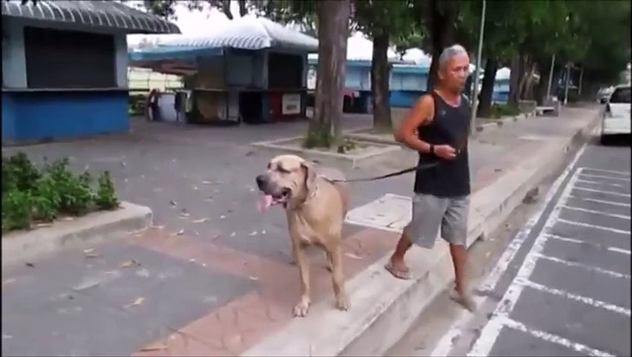 Cat Saves Her Kittens From Dog Ninja Style