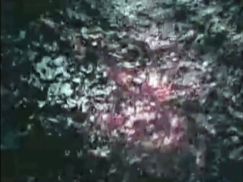 The ring cursed video