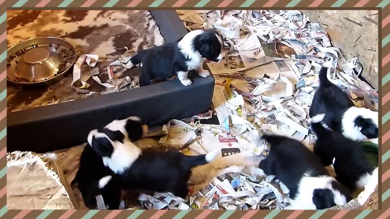 Sally Puppies 20-11-15