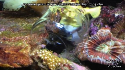 Dünyanın En Tuhaf ve Ürkütücü Balığı