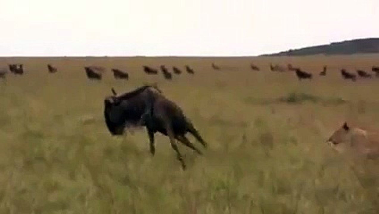 Wildebeest