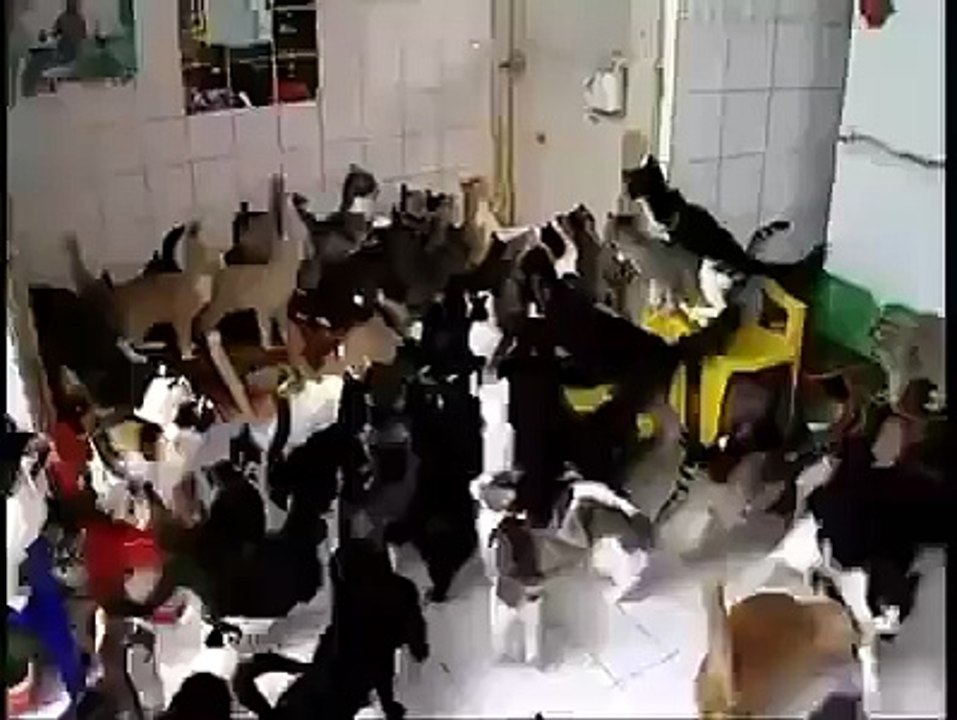 funny18