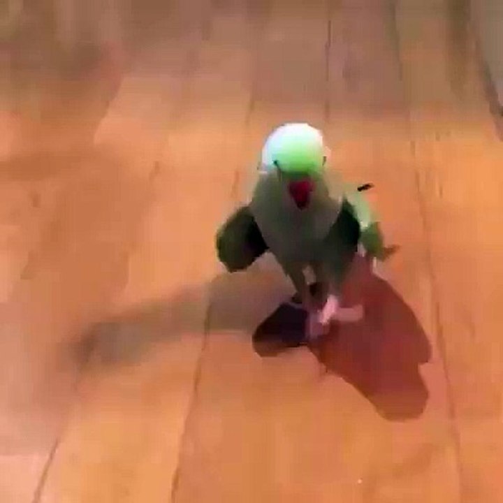 funny28