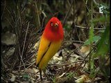 Flame bowerbird display, parade du paradisier du prince d'Orange