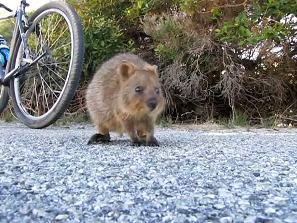 Little Quokka