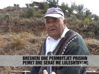 Fier dhe Korçe, dëme në bujqësi nga reshjet - News, Lajme - Vizion Plus