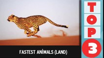 Top 3 Fastest Animals (Land)