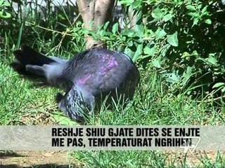 Fundjava risjell diellin - News, Lajme - Vizion Plus