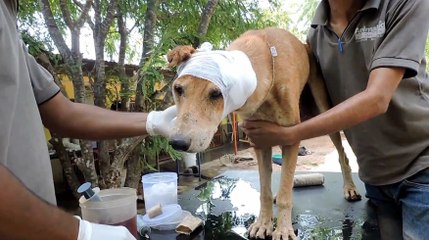 Dog Found With Maggots in Open Head Wound Gets Nursed to Health