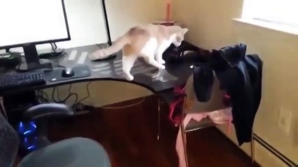 Как отучить кота ходить по столу)