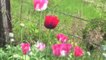 THIS TUTORIAL : http://wp.me/P4wKm5-52 on GROWING SOMNIFERUM POPPIES will talk about planting in Pots vs. Outdoors