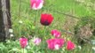 THIS TUTORIAL : http://wp.me/P4wKm5-52 on GROWING SOMNIFERUM POPPIES will talk about planting in Pots vs. Outdoors