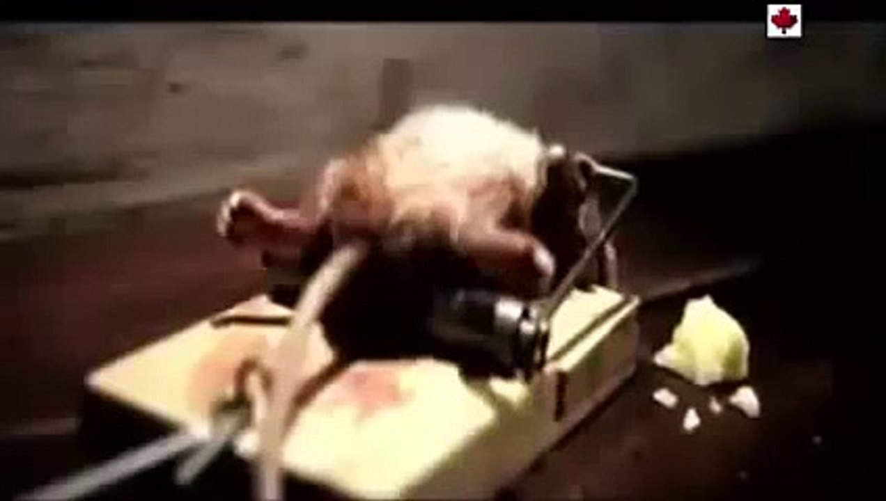 Videos graciosos de animales - videos divertidos - Los videos mas divertidos de america en