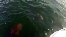 Гигантский морской окунь проглотил акулу целиком