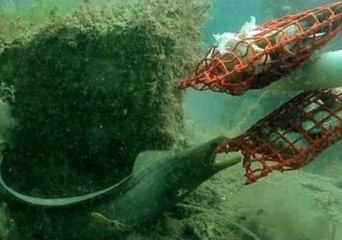 Moray Eel Misses Out on Meal