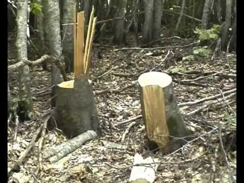 MORATORIUM GJUETISE MINISTRIA I MJEDISIT AKSION KUNDER PRERJES SE PEMEVE LAJM