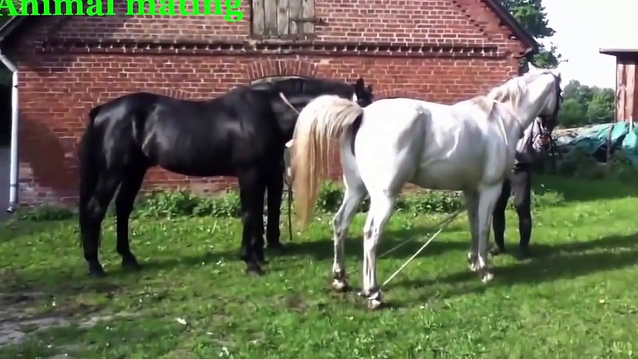 Funny Videos - Funny Animals - Animals Mating - Animals mating compilation 2015 part2