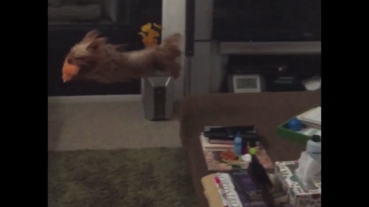 Slomo Pup Fails On The Jump