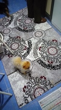 SATILIK BOO POMERANİAN YAVRULARI ORİJİNAL SECERELİ 05414501227