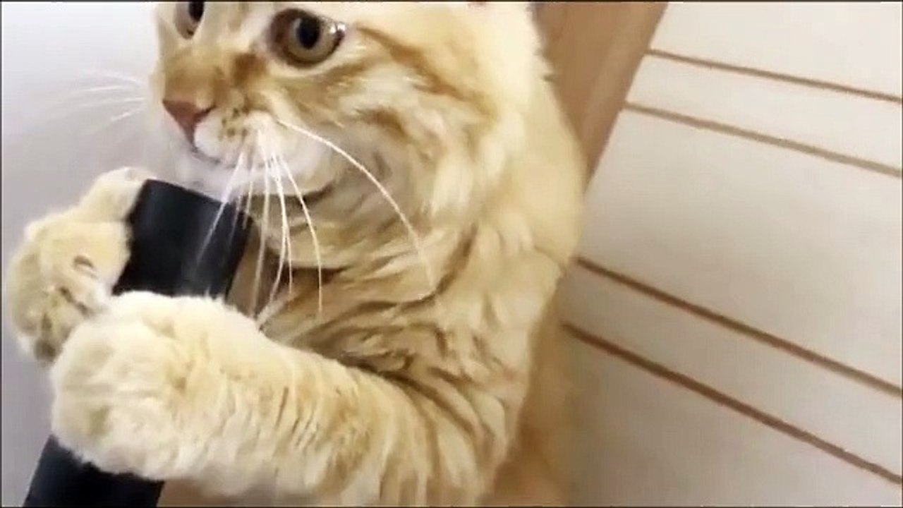 chat qui aime aspirateur