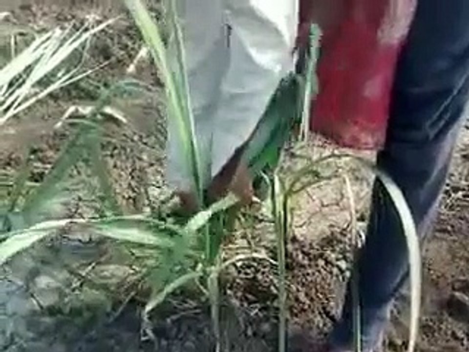 Sugarcane Tips