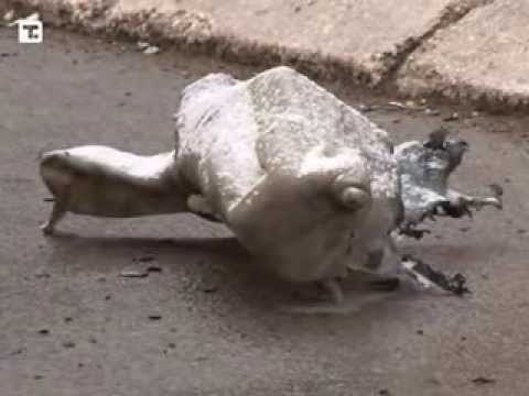 SHPERTHIM NE MITROVICE TRONDITET SERISH QYTETI GJATE VIZITES SE DACIC NE KOSOVE LAJM